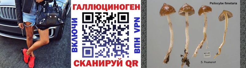 Галлюциногенные грибы Psilocybine cubensis  Александровск 